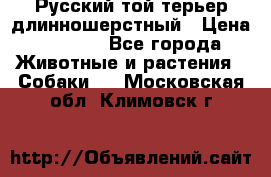 Русский той-терьер длинношерстный › Цена ­ 7 000 - Все города Животные и растения » Собаки   . Московская обл.,Климовск г.